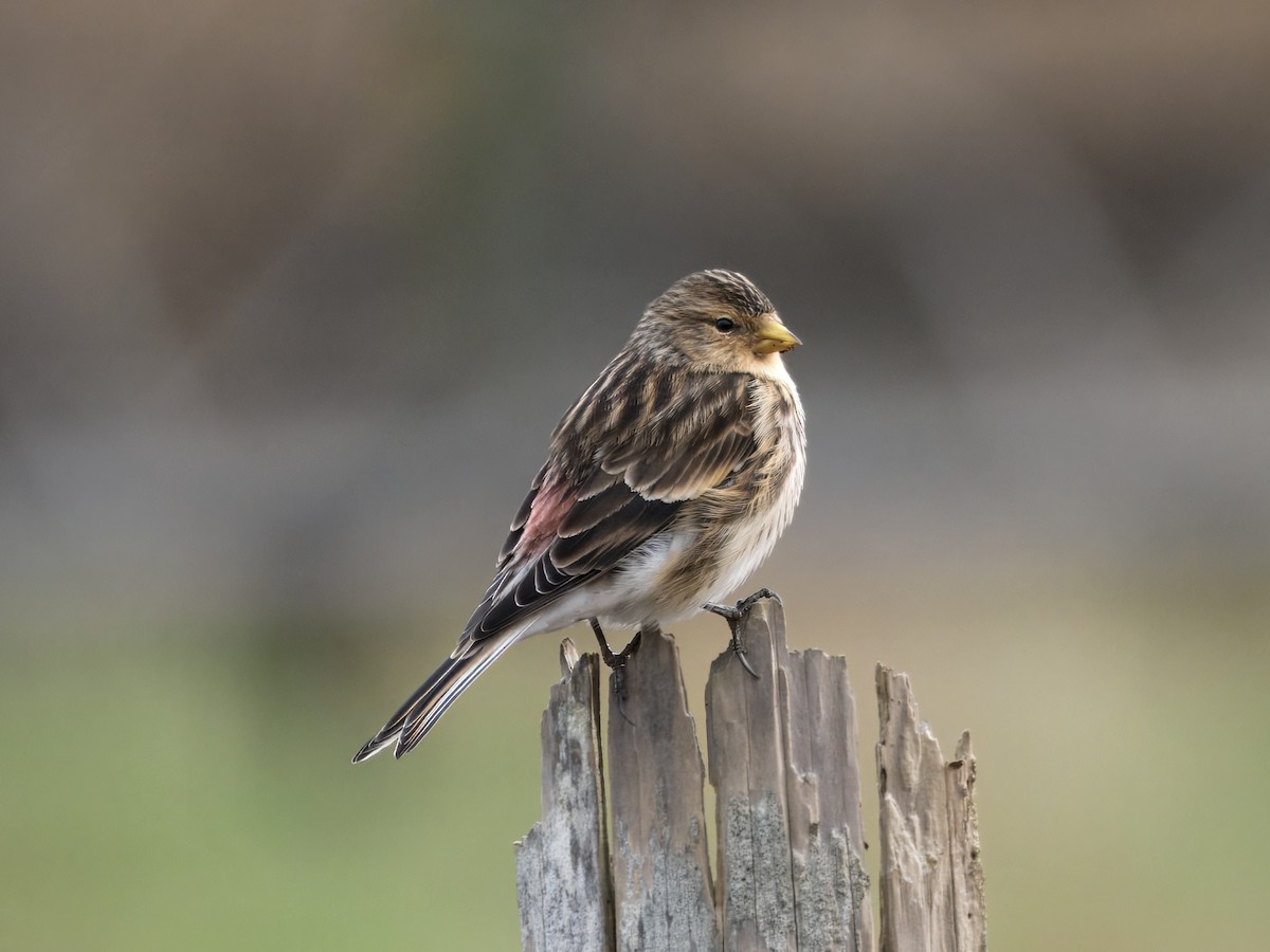 Twite - ML646184936