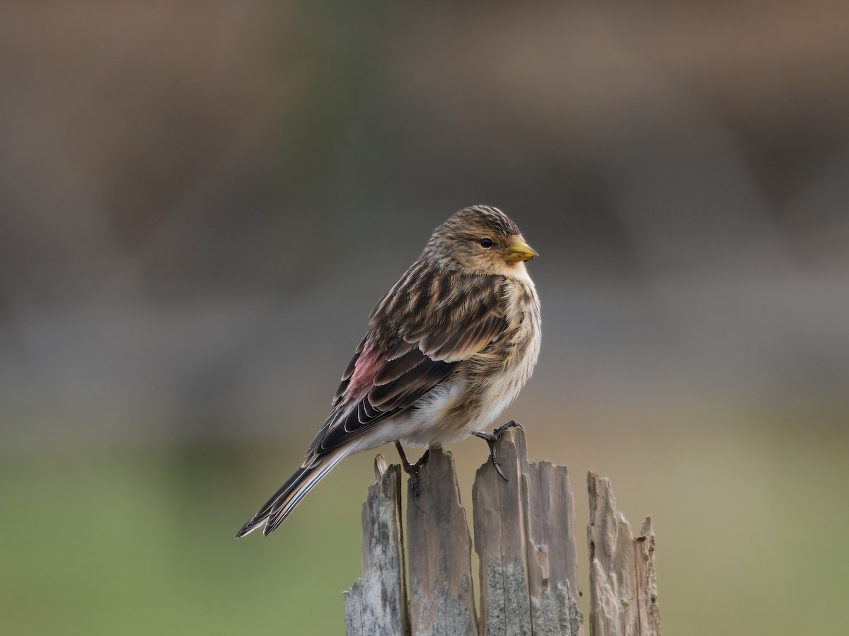 Twite - ML646184937