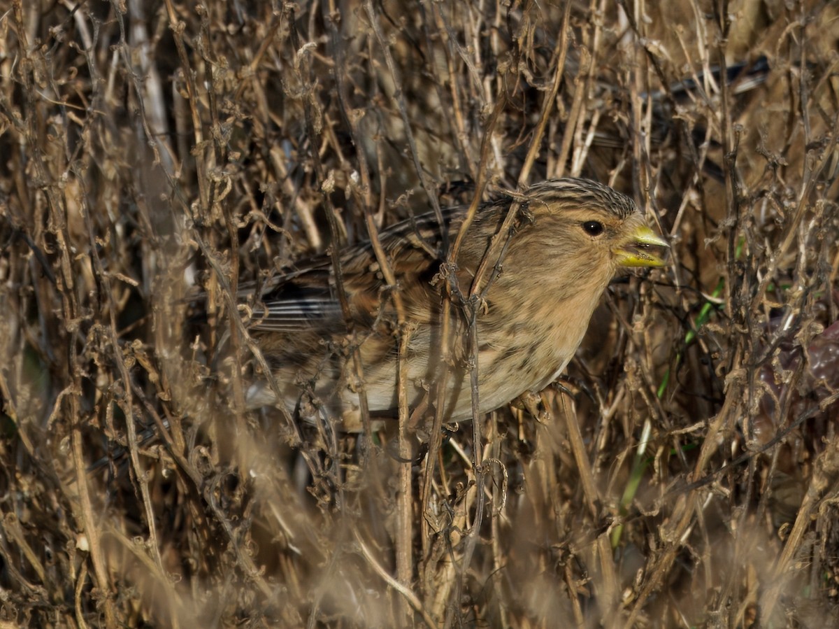 Twite - ML646184941