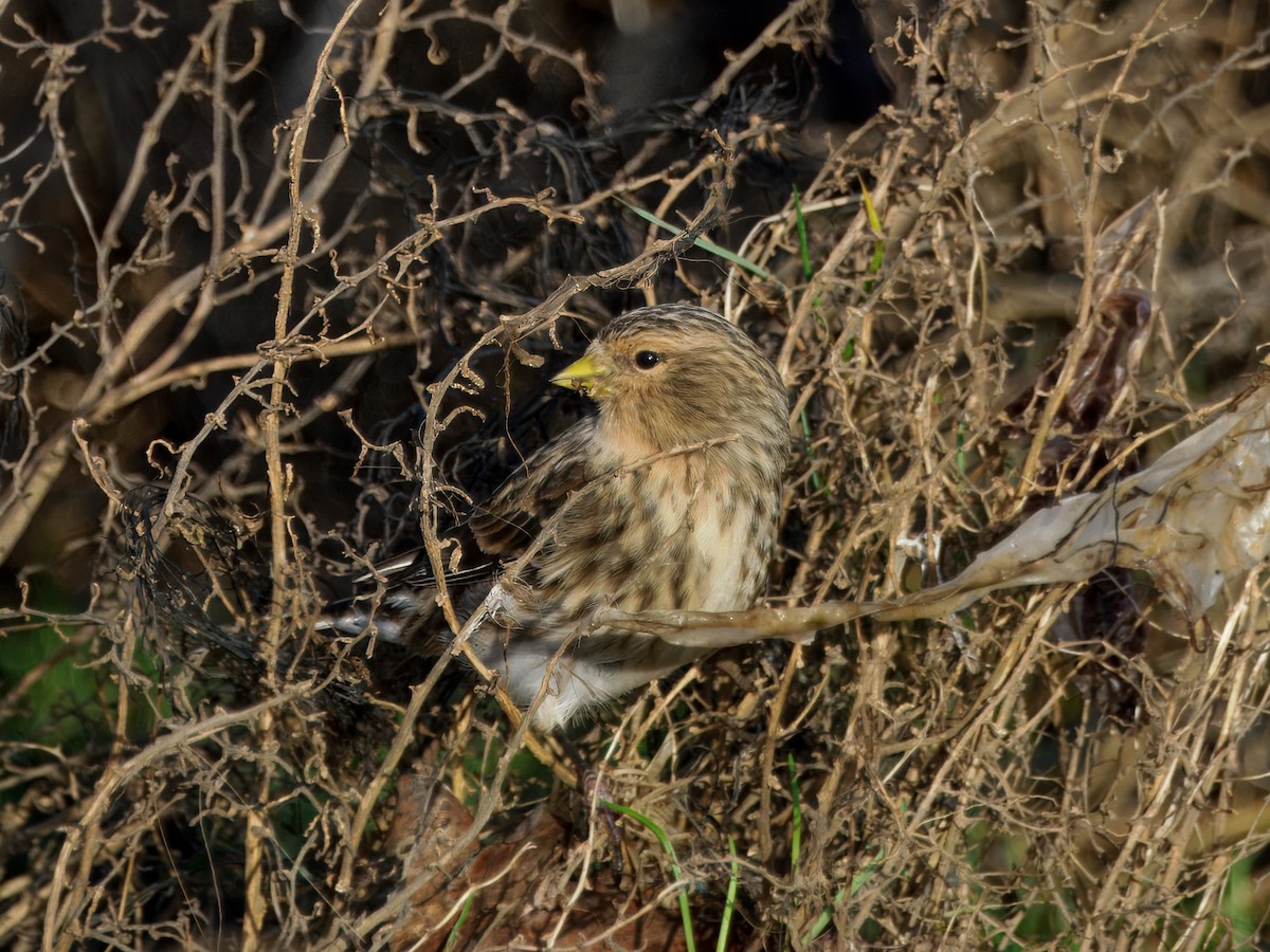 Twite - ML646184943