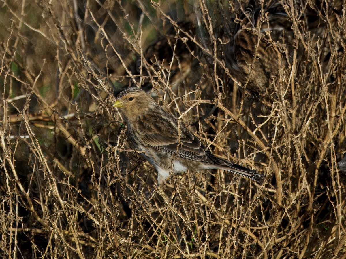 Twite - ML646184944