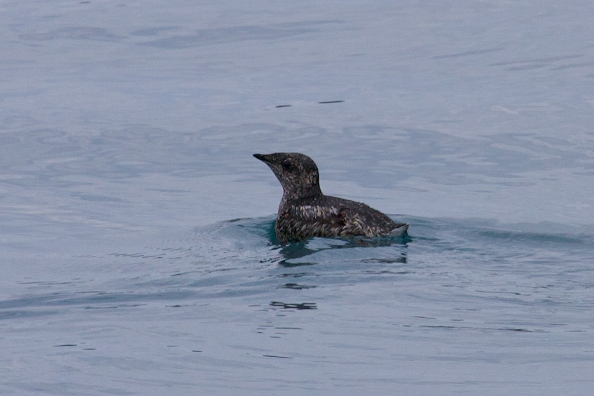 Marbled Murrelet - ML646184953