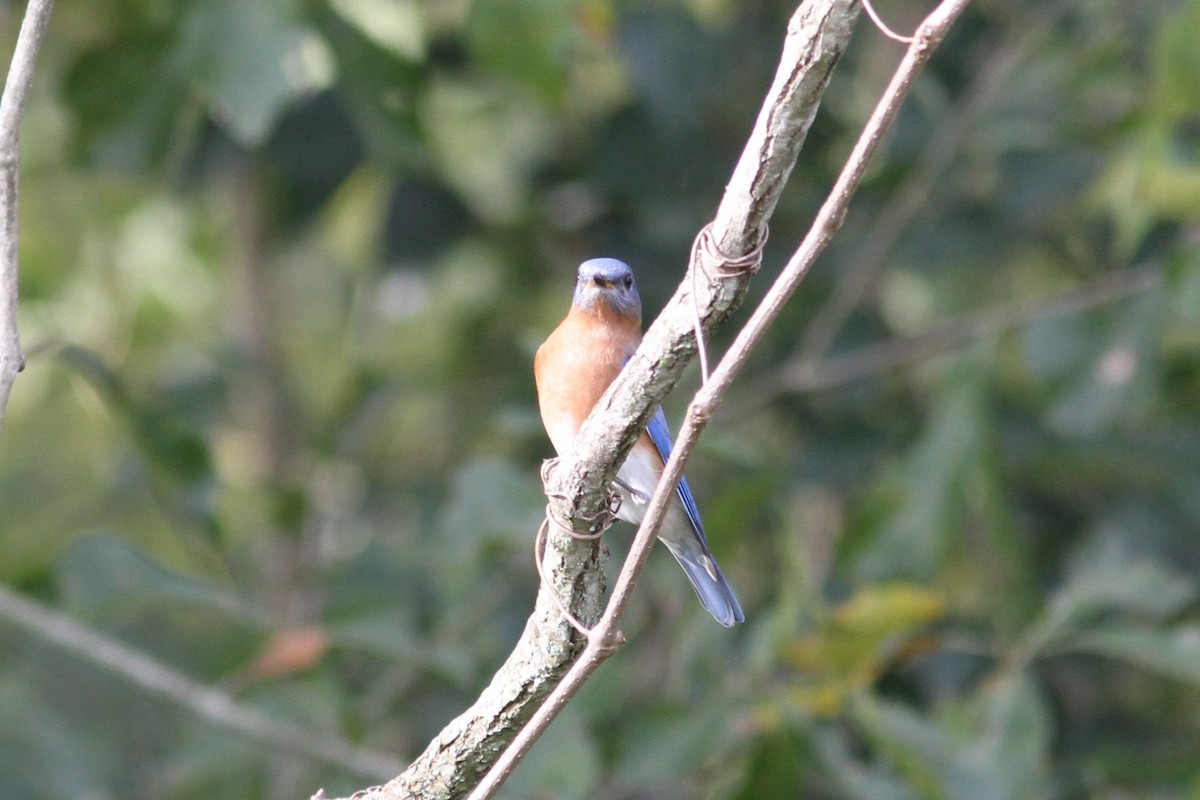 Azulejo Oriental - ML646184954