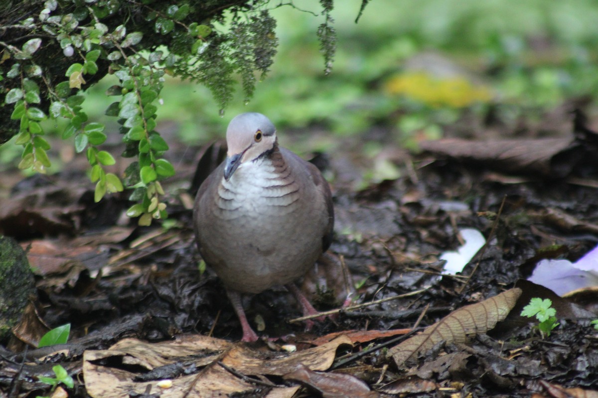 White-throated Quail-Dove - ML646184955