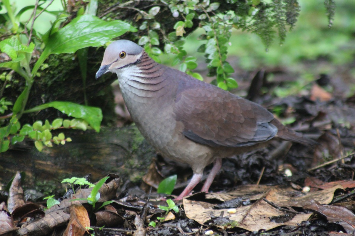 White-throated Quail-Dove - ML646184956