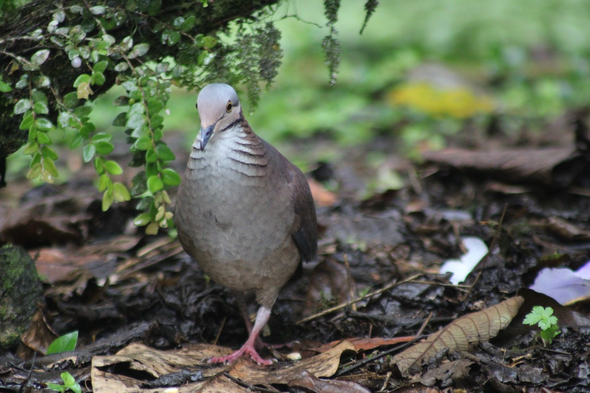 White-throated Quail-Dove - ML646184957