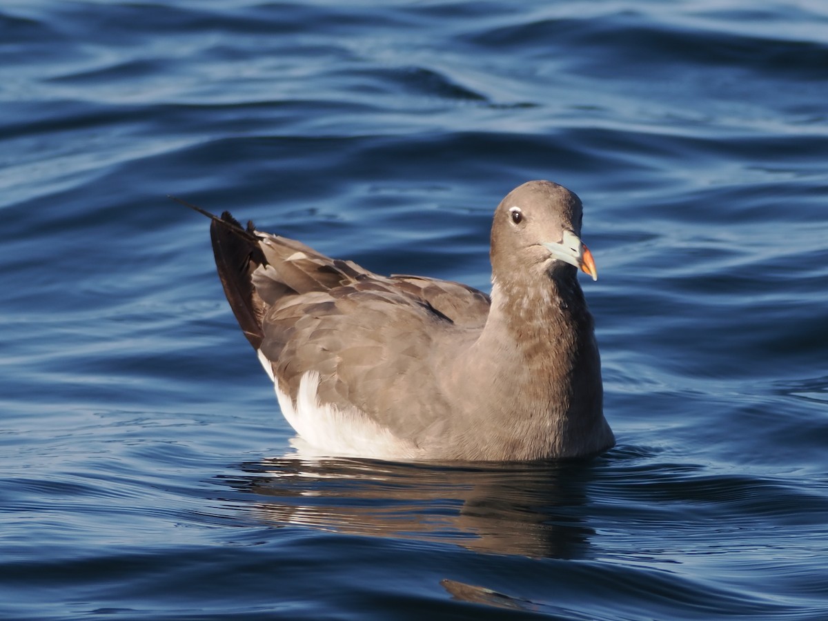 Sooty Gull - ML646184958