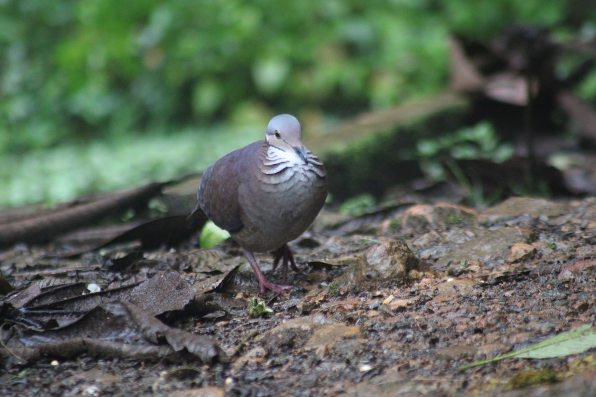 White-throated Quail-Dove - ML646184962