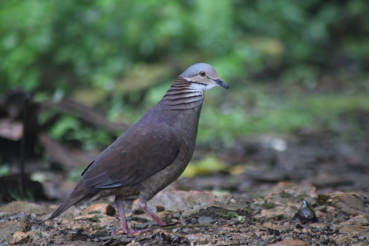 White-throated Quail-Dove - ML646184963