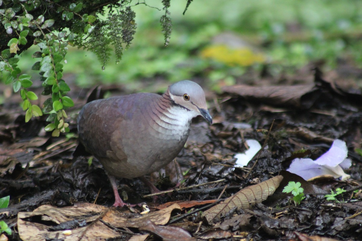 White-throated Quail-Dove - ML646184964