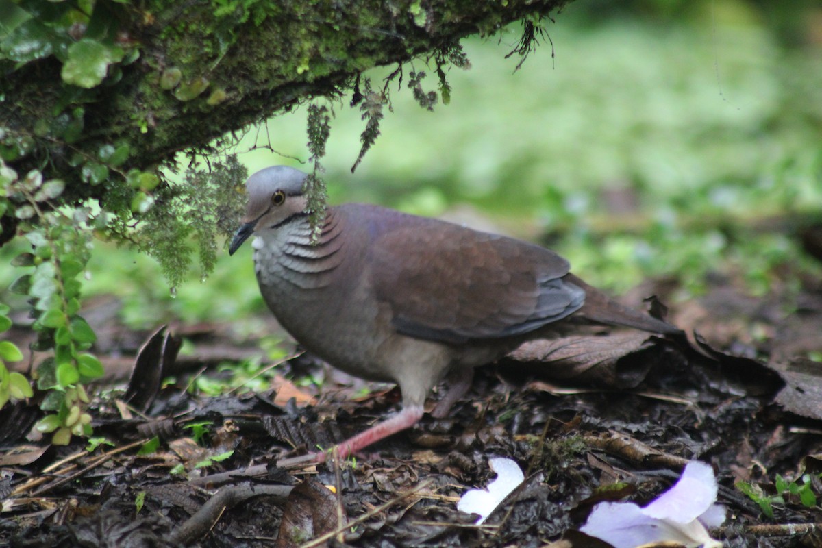 White-throated Quail-Dove - ML646184965