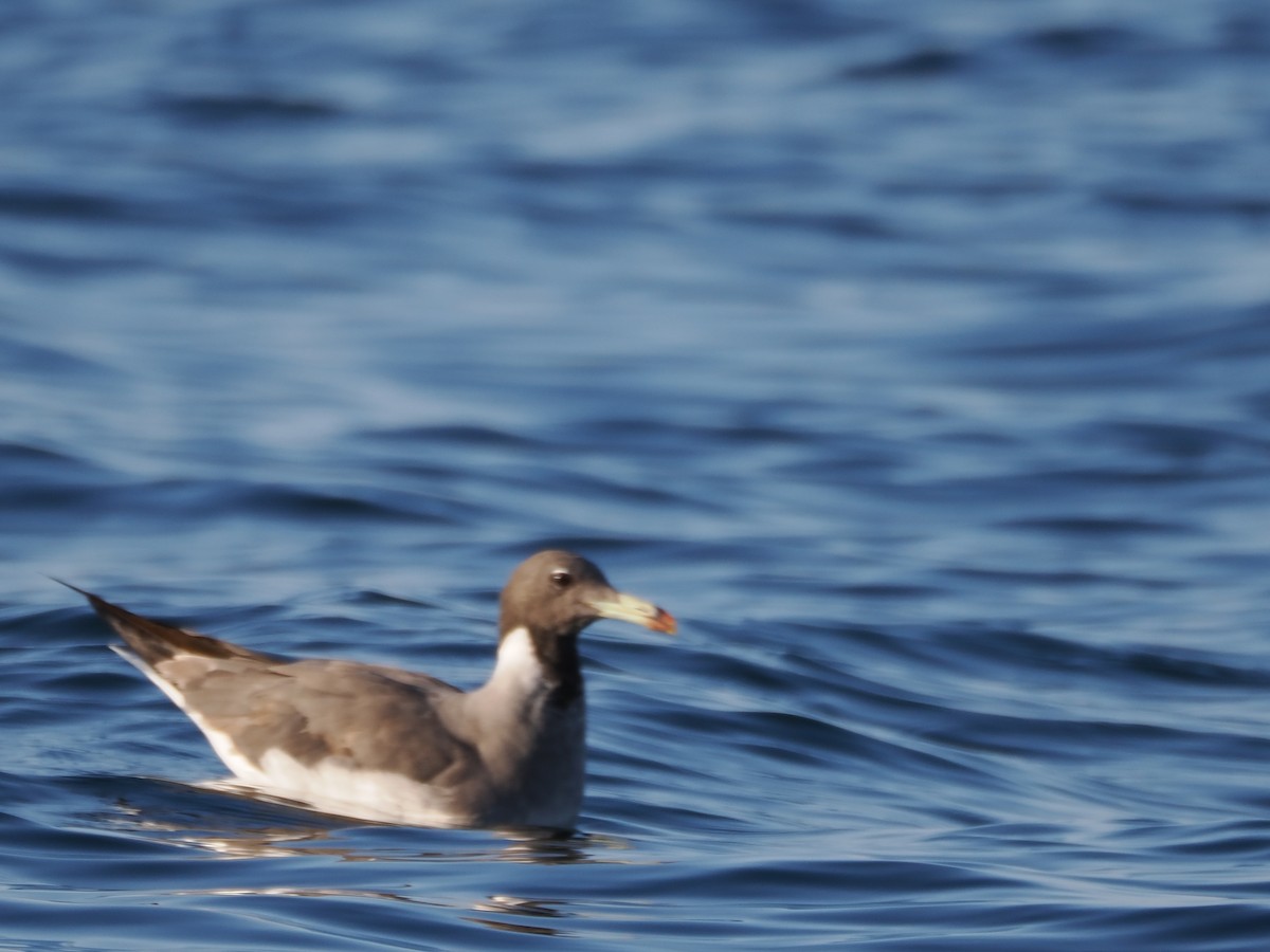 Sooty Gull - ML646184969