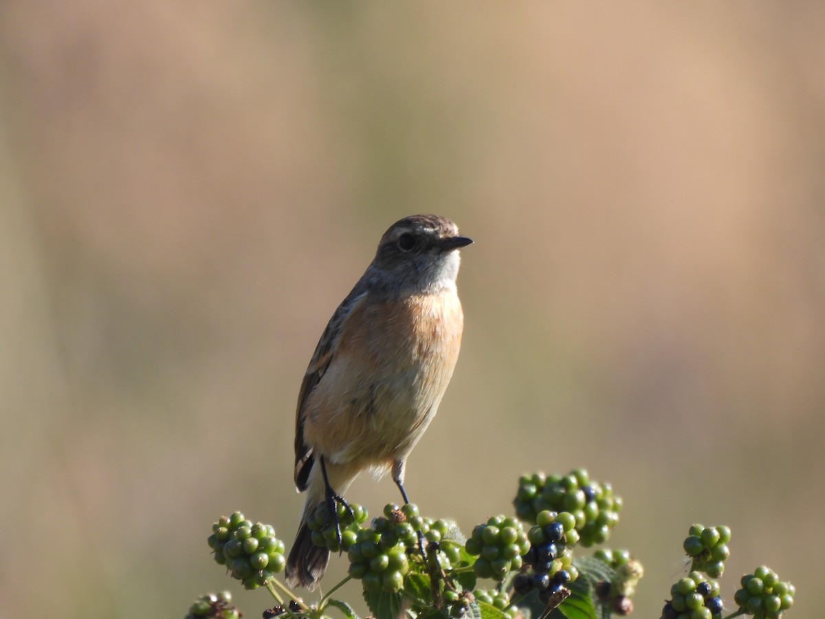 Трав’янка білошия [група maurus] - ML646184973