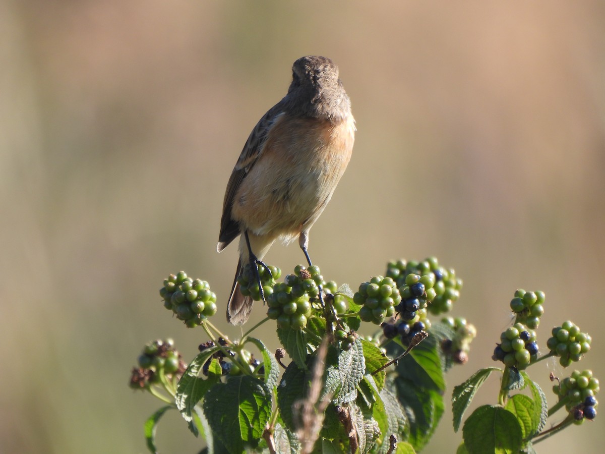 Трав’янка білошия [група maurus] - ML646184974