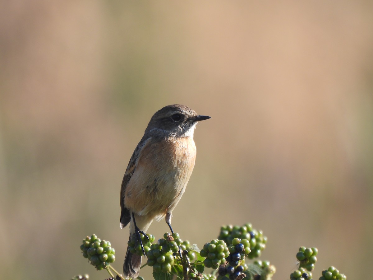 Трав’янка білошия [група maurus] - ML646184975