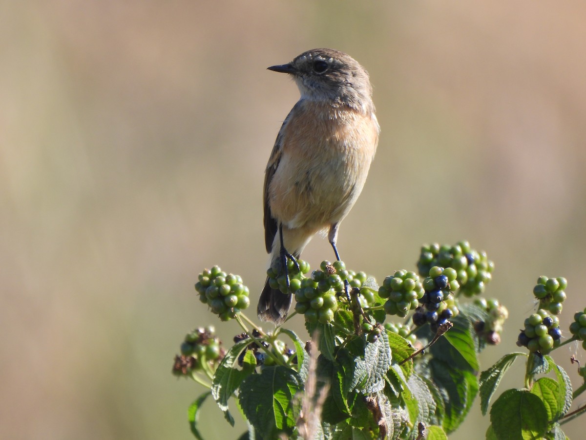 Трав’янка білошия [група maurus] - ML646184976