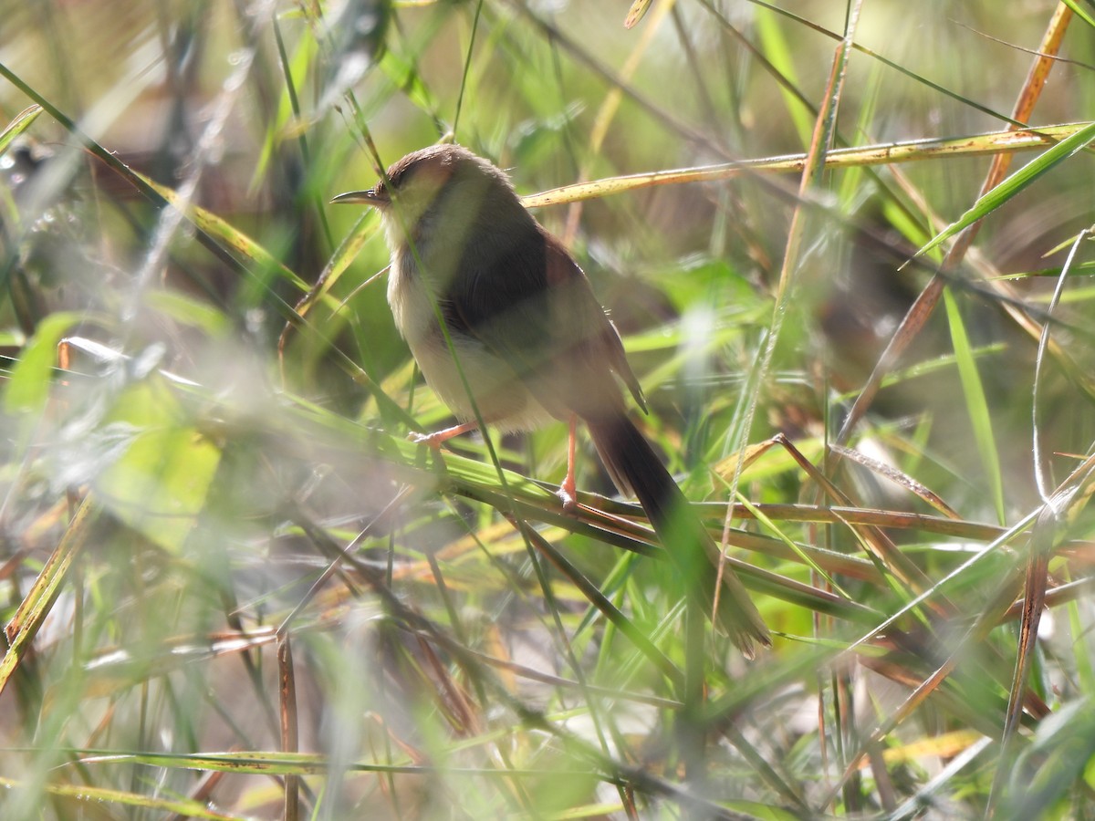 Трав’янка білошия [група maurus] - ML646184977