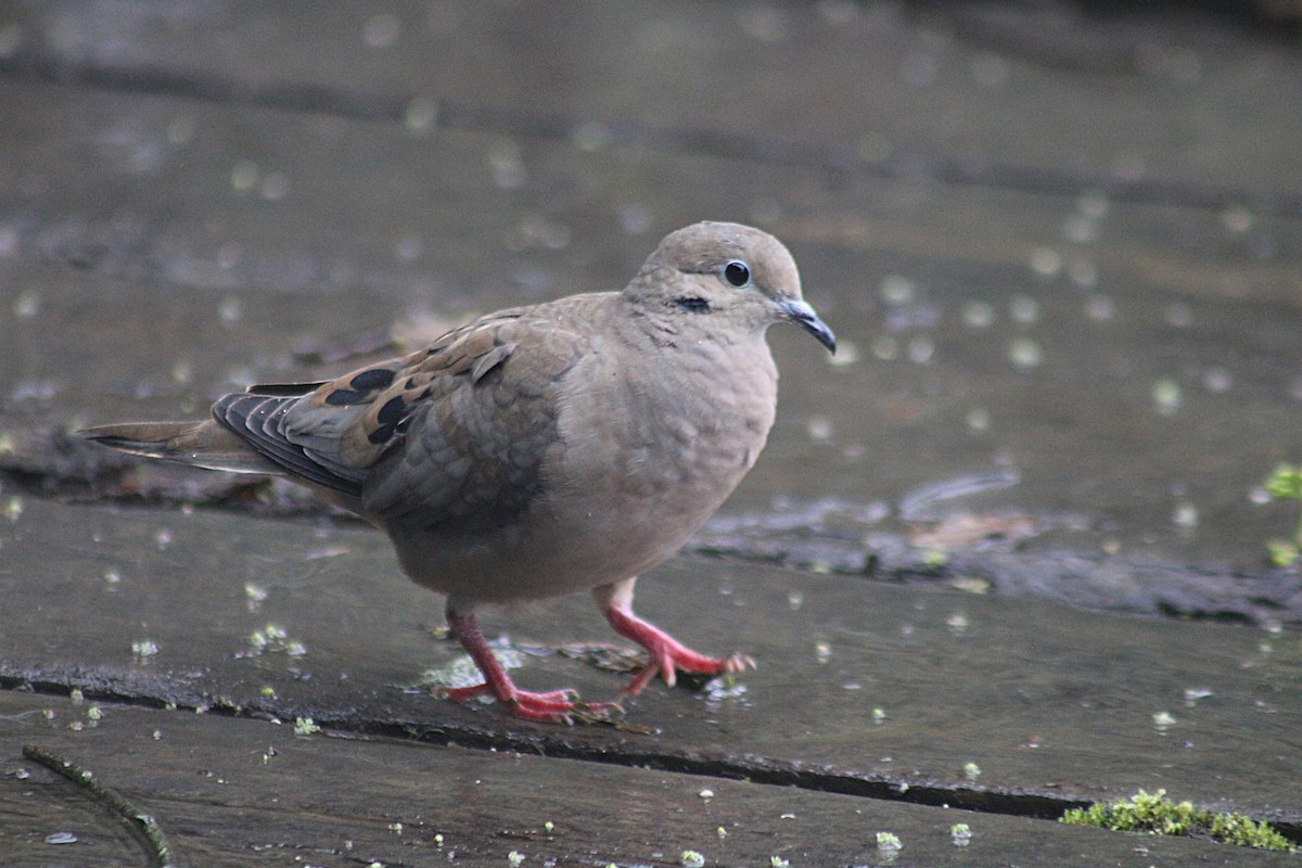 hrdlička černouchá - ML646184980