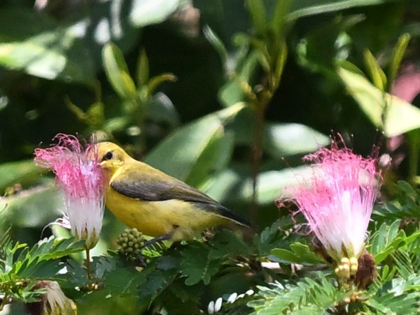 medosavka žlutá - ML646184981