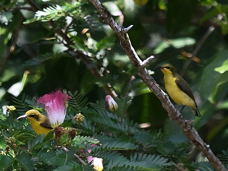 medosavka žlutá - ML646184982