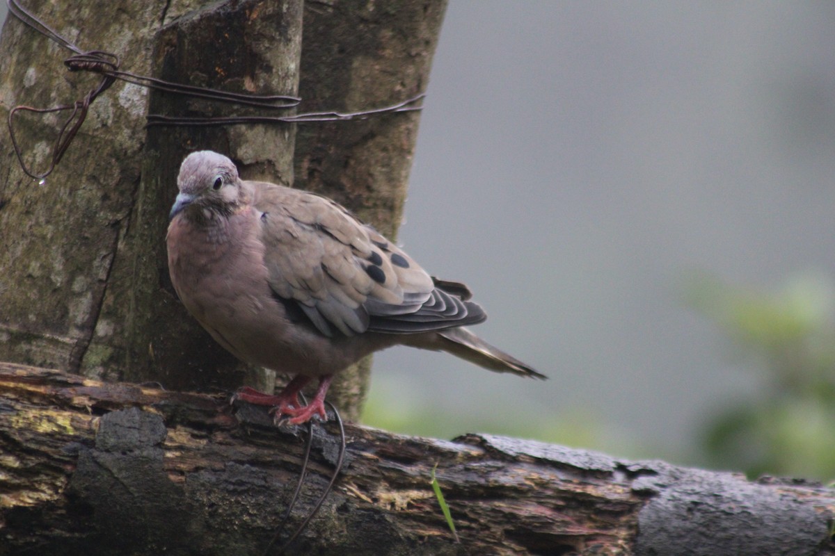 hrdlička černouchá - ML646184984