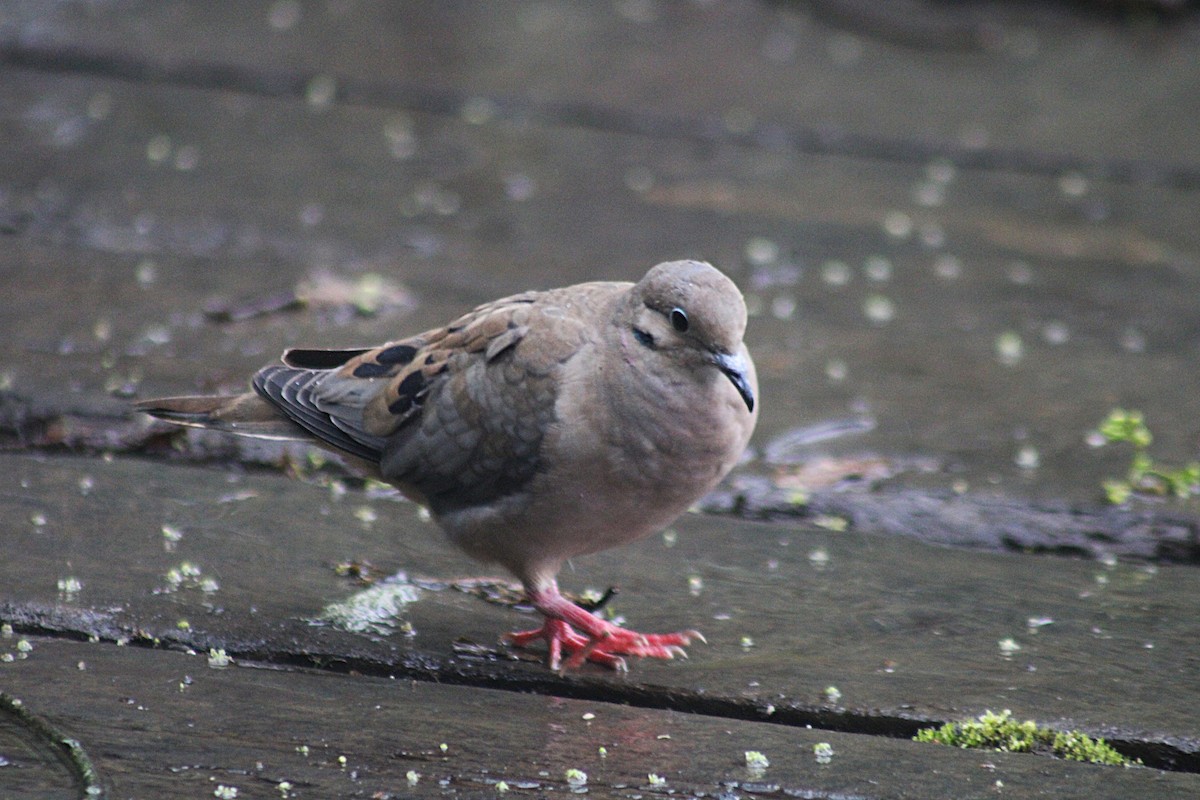 hrdlička černouchá - ML646184986