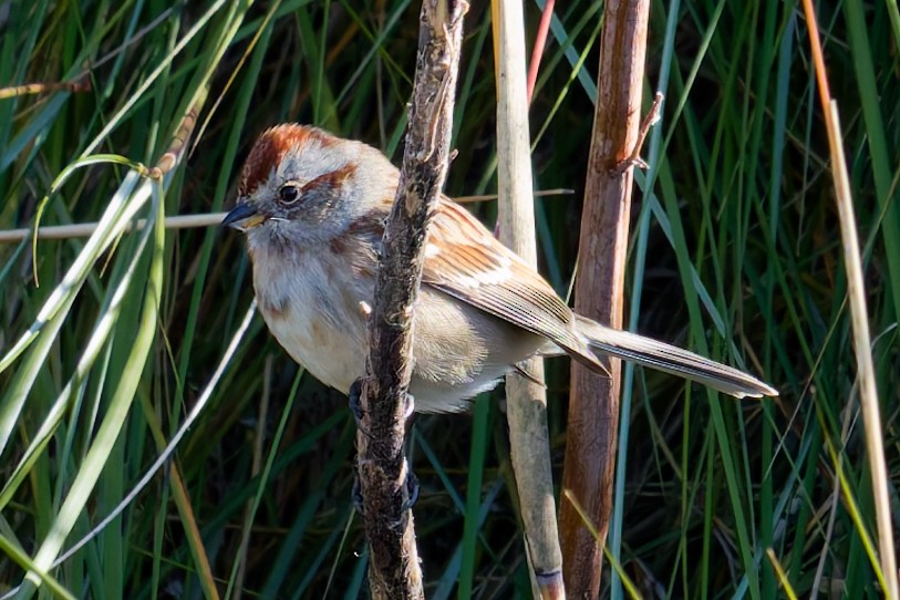 strnádka pokřovní - ML646184987