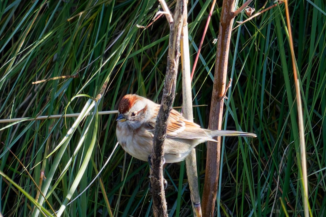 strnádka pokřovní - ML646184988