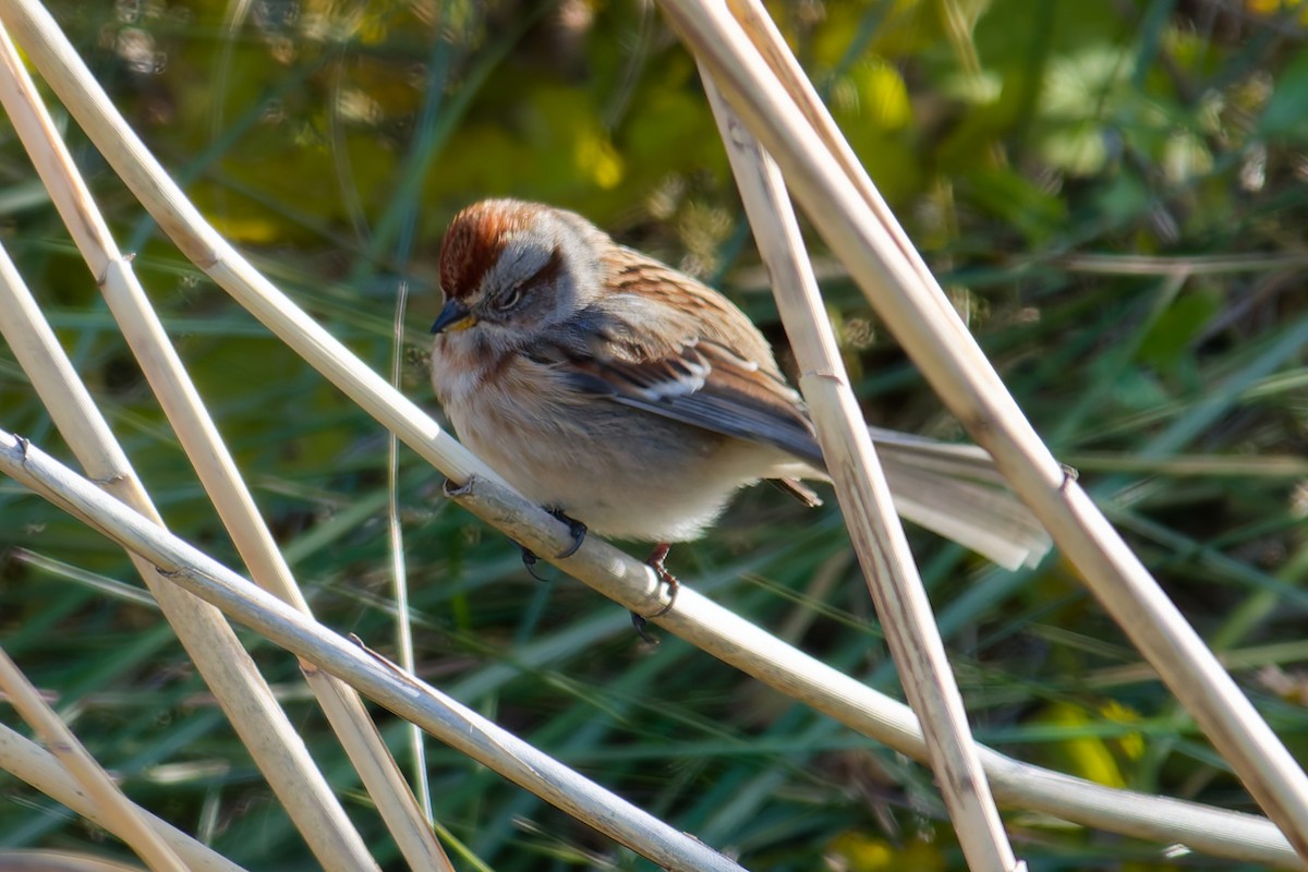 strnádka pokřovní - ML646184989