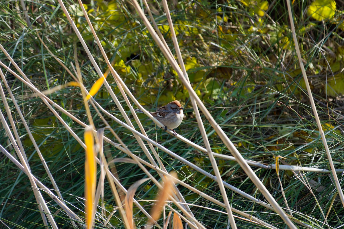 strnádka pokřovní - ML646184990