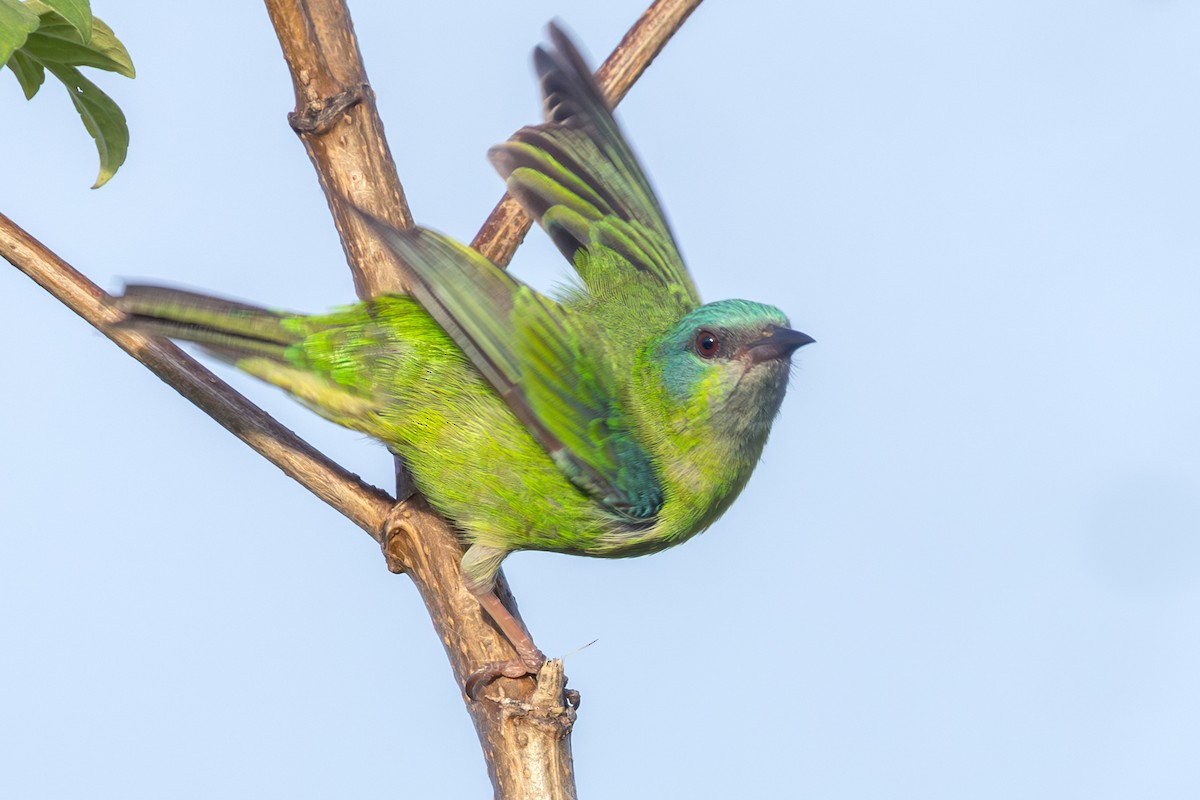 Blue Dacnis - ML646184991