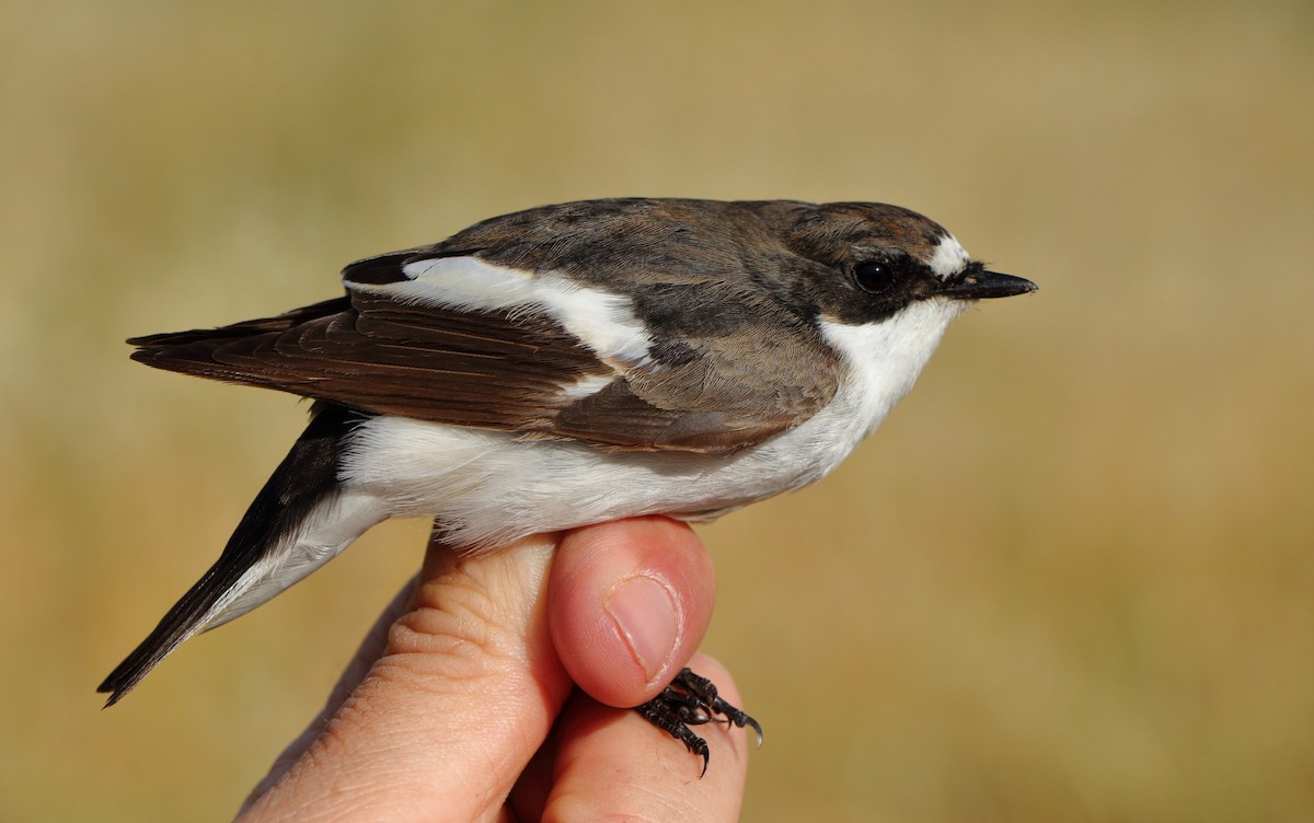 lejsek černohlavý - ML646184992