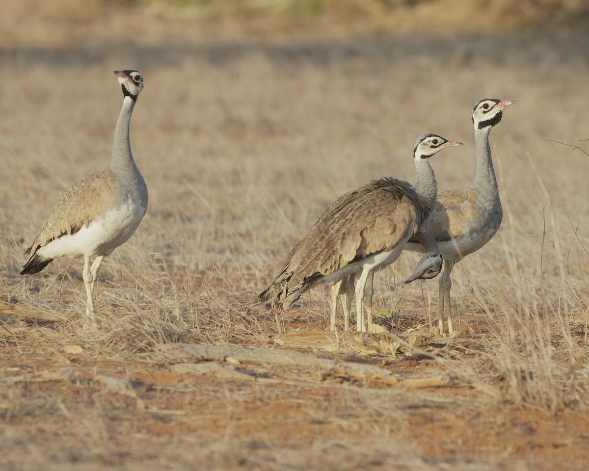 drop bělobřichý - ML646184993
