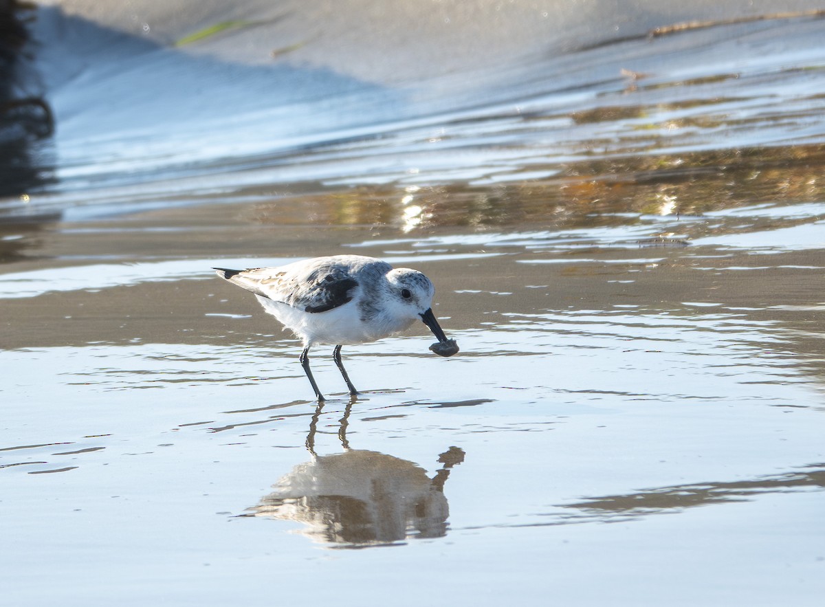 jespák písečný - ML646184994