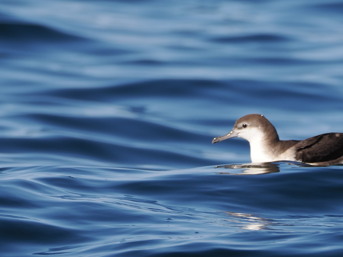 buřňák ománský - ML646184995