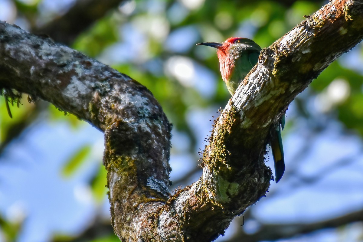 vlha červenobradá - ML646184996