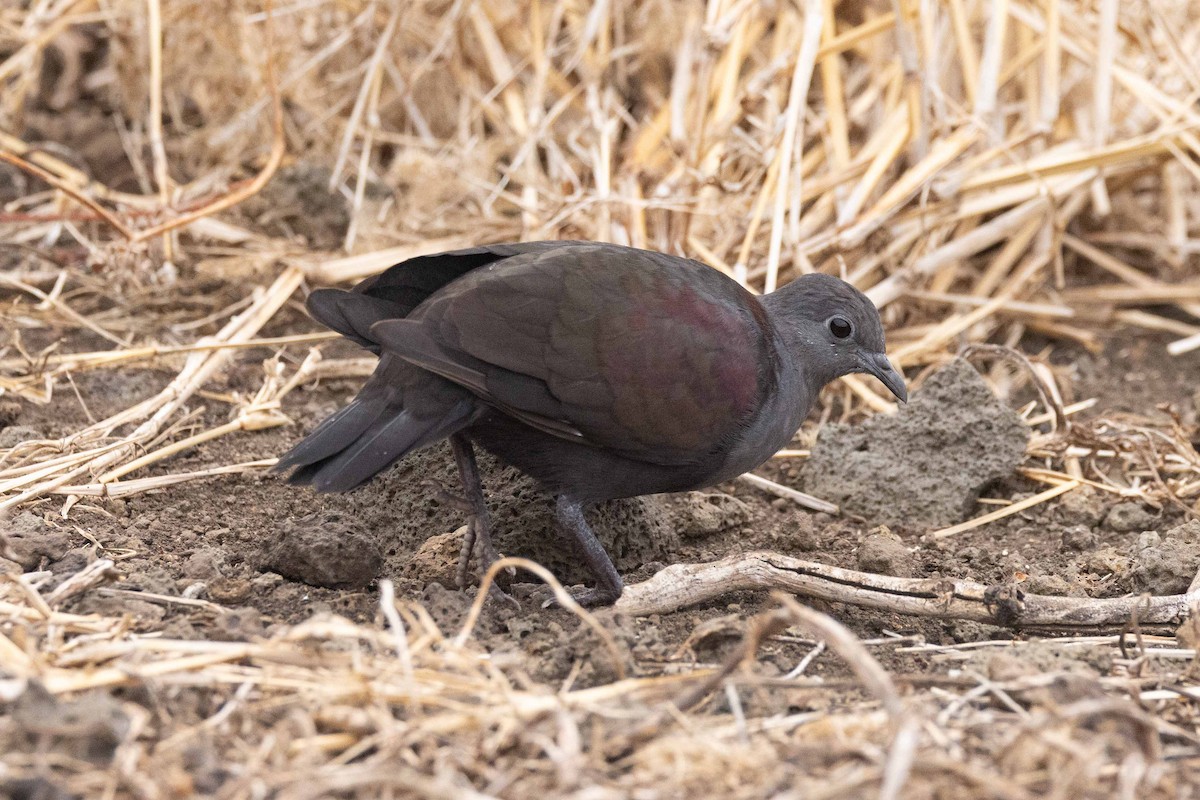 holub markézský - ML646184997