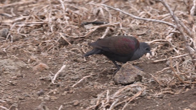 Marquesan Ground Dove - ML646184998