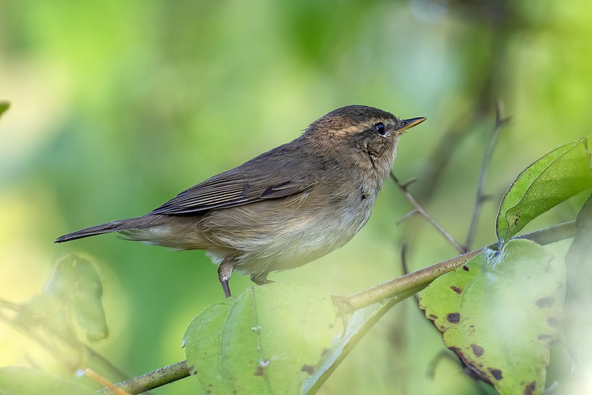 budníček temný - ML646184999