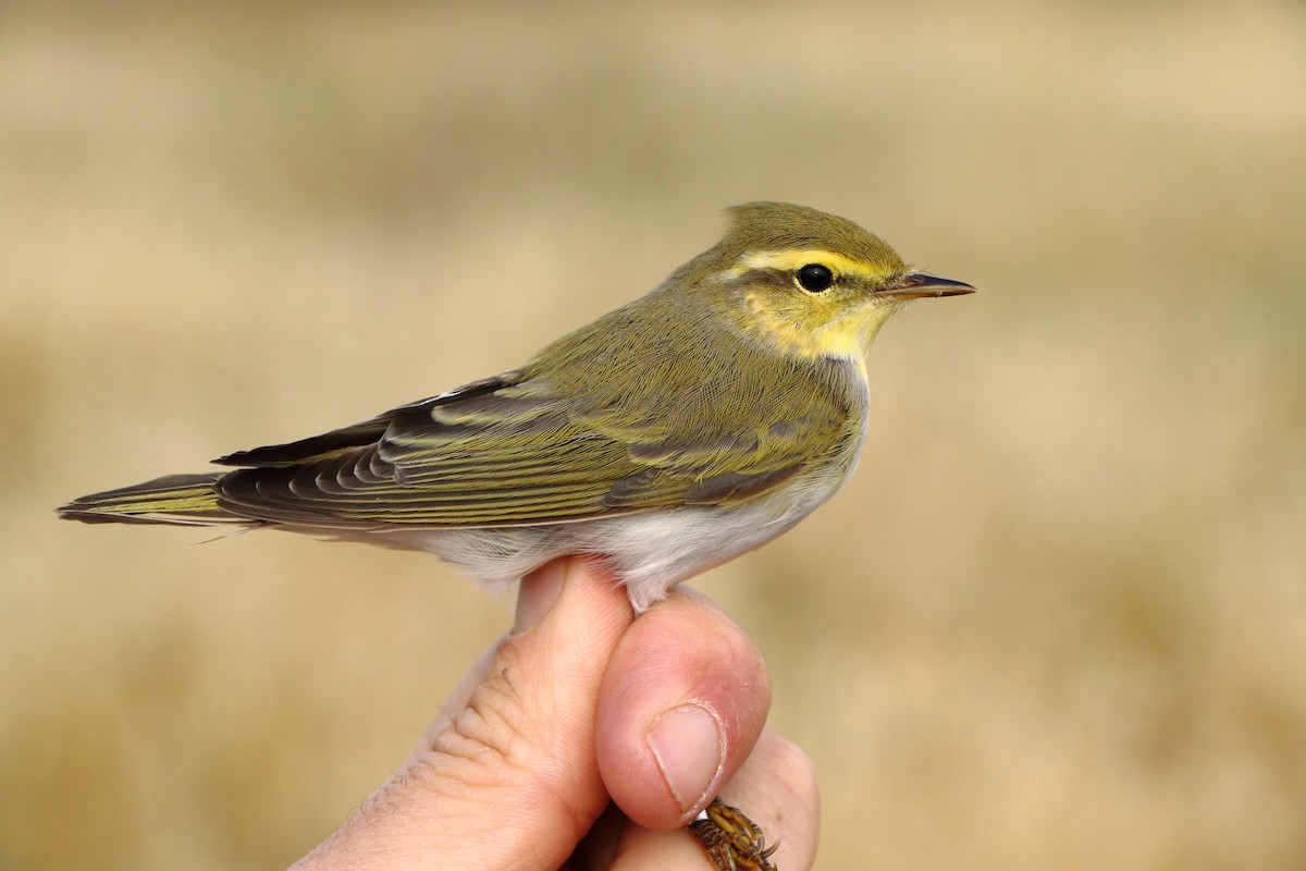 budníček lesní - ML646185000