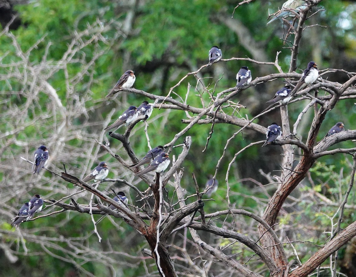 vlaštovka obecná (ssp. rustica) - ML646185001