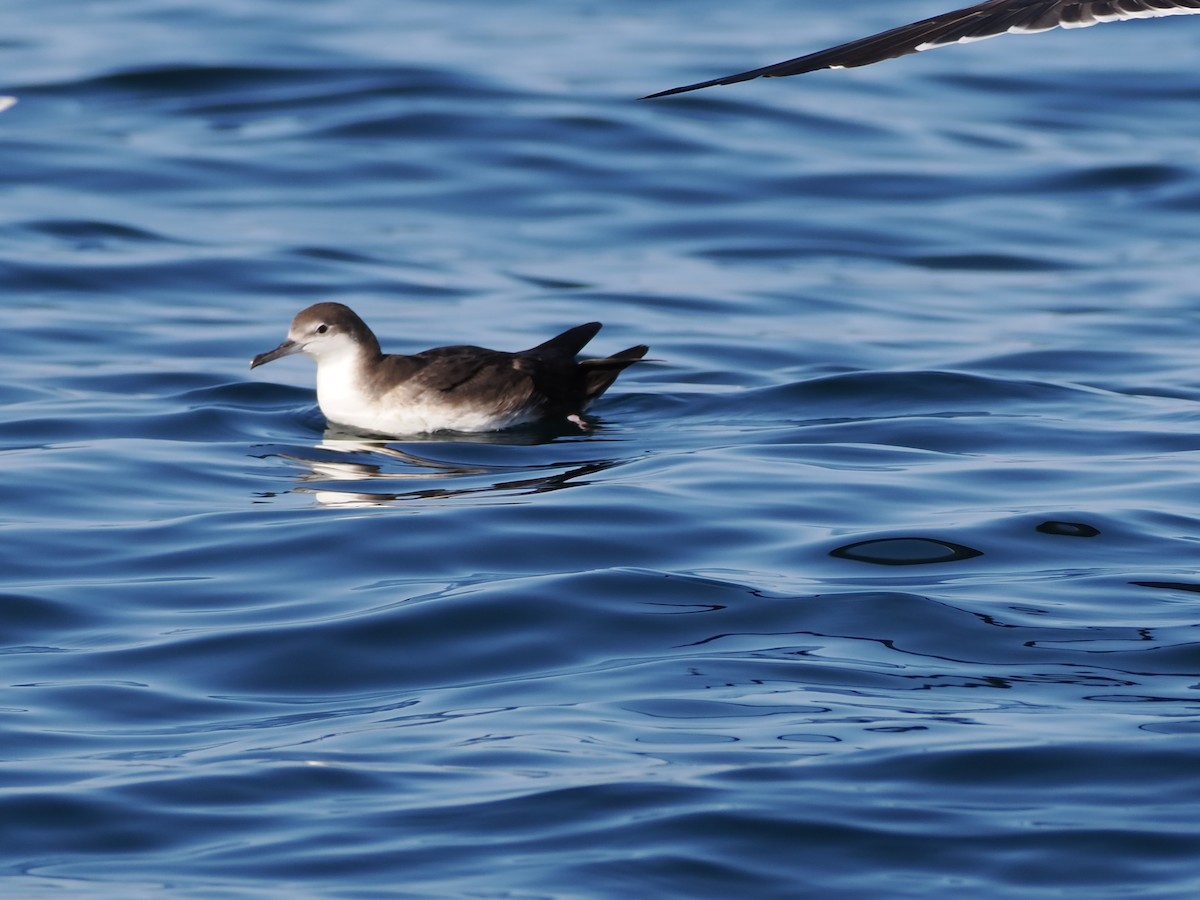 buřňák ománský - ML646185002