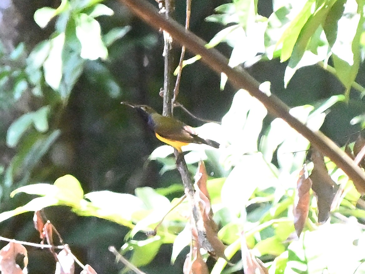 strdimil sahulský - ML646185003