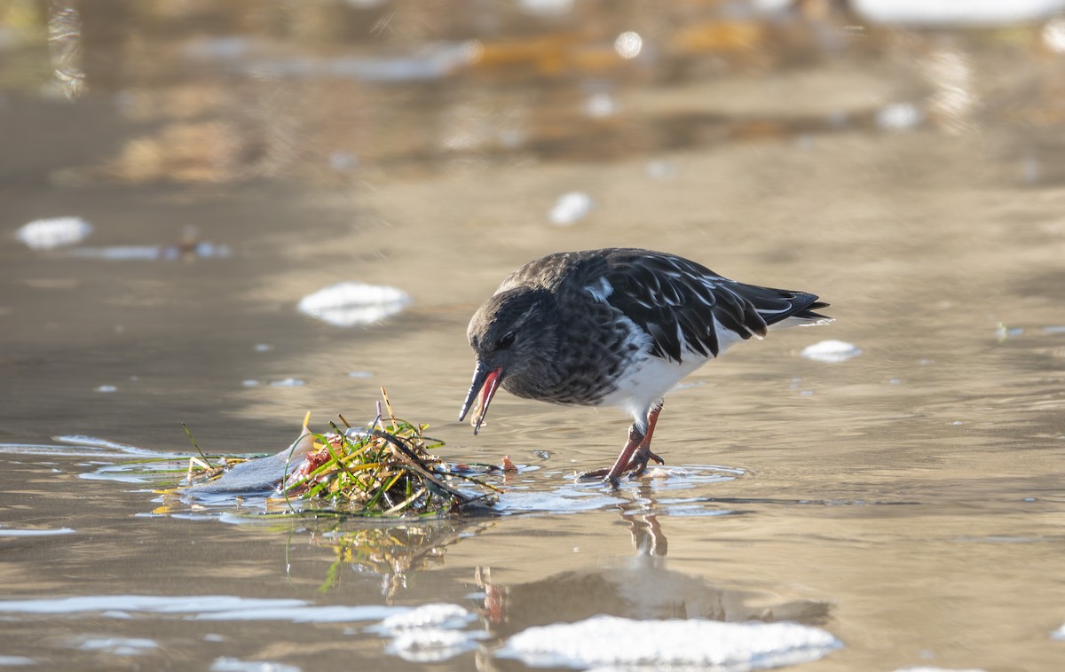 kamenáček černohlavý - ML646185004