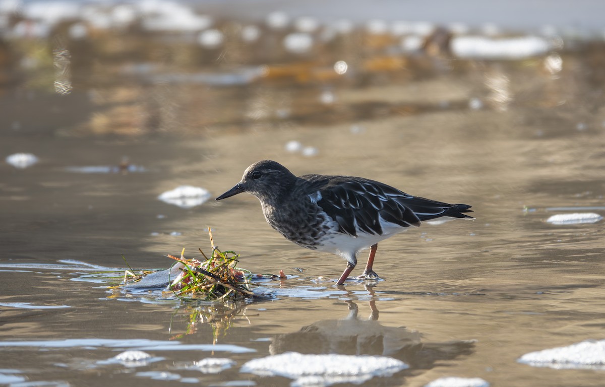 kamenáček černohlavý - ML646185005