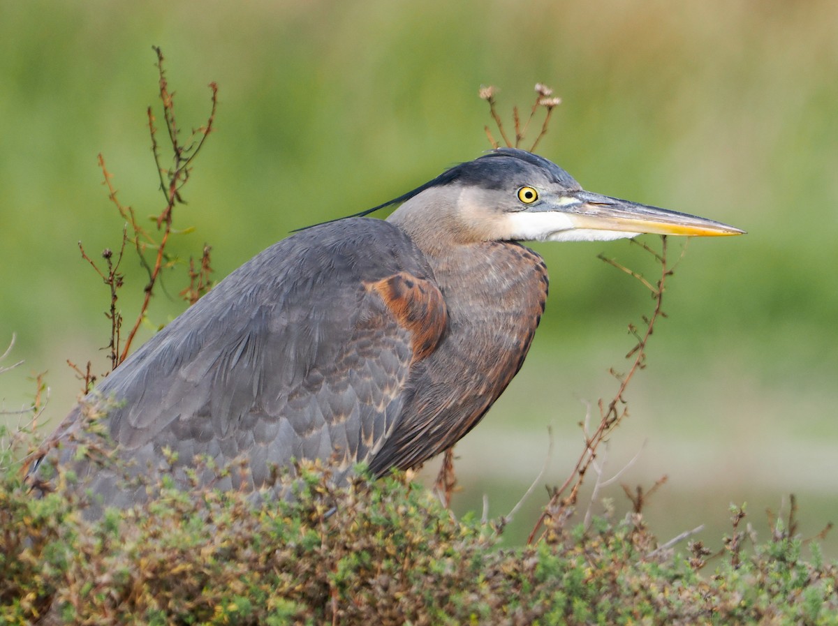 volavka velká - ML646185006