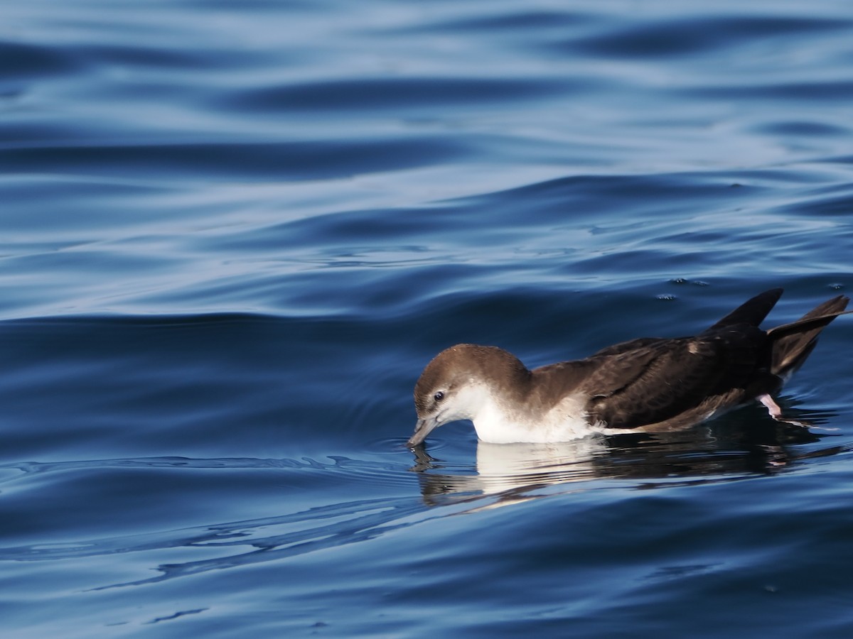 buřňák ománský - ML646185016