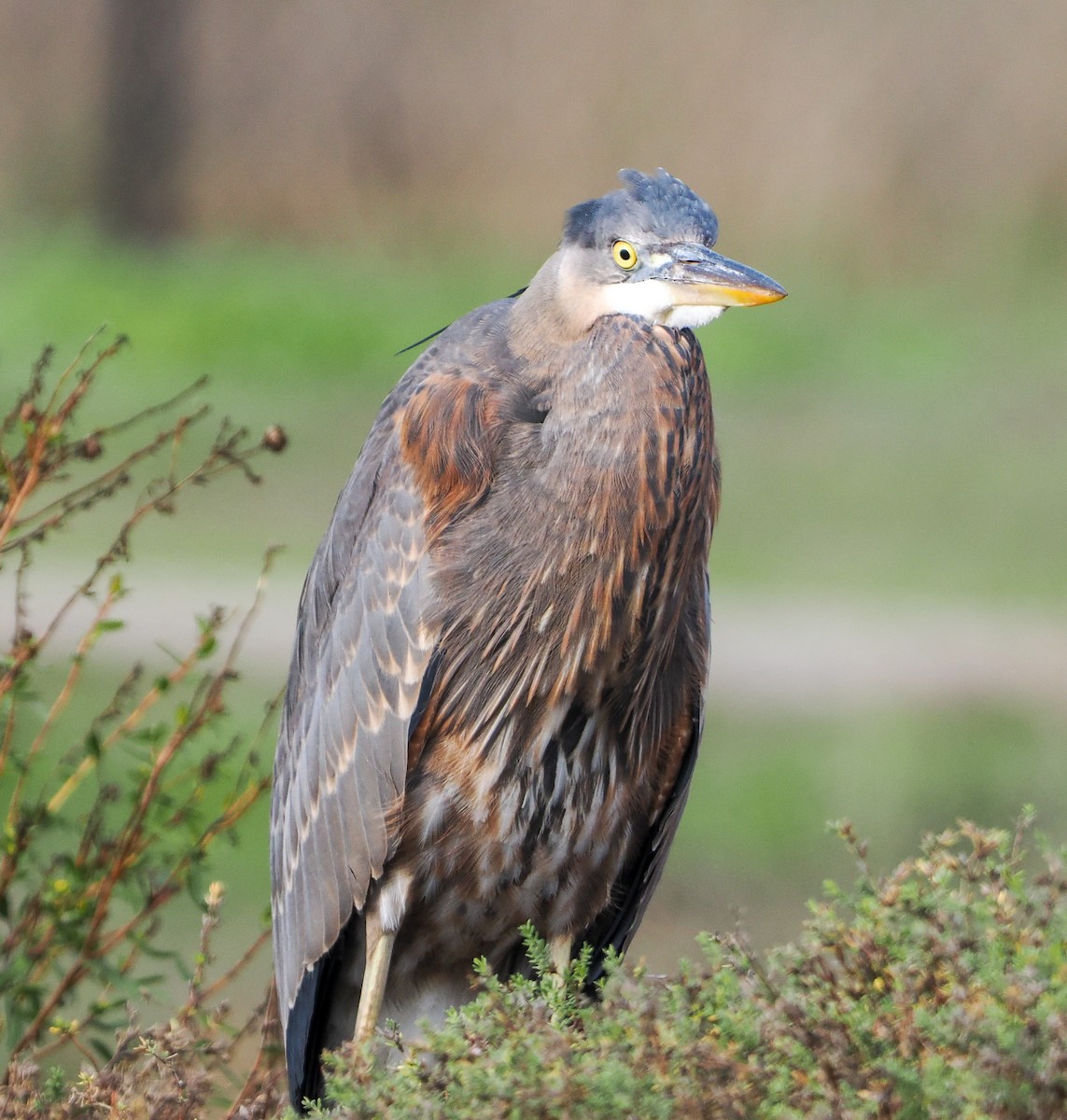 volavka velká - ML646185017