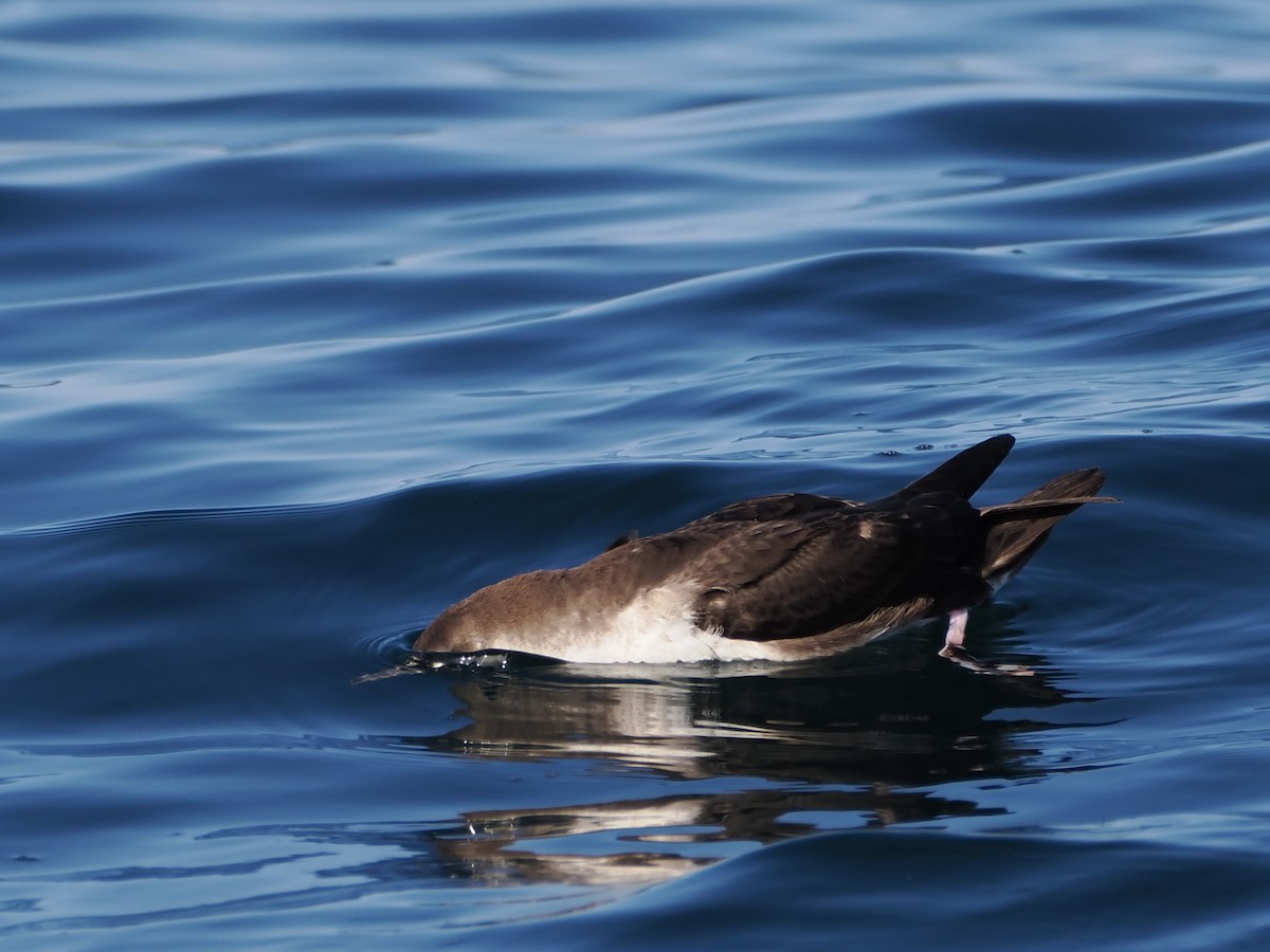 buřňák ománský - ML646185019