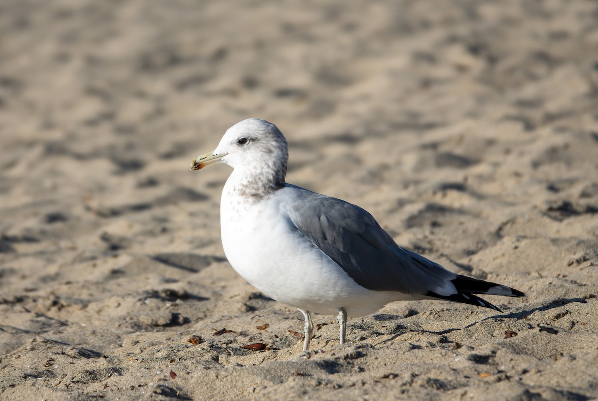 racek jezerní - ML646185020